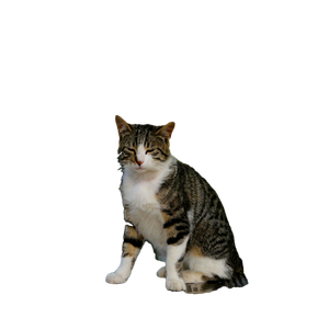 A Serene Tabby Cat Sits On A Bench In A Sunny Outdoor Park Setting. 16713 - Cat PNG image with transparent background